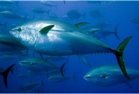 /album/fotogaleria-mar/atun-rojo-jpg/